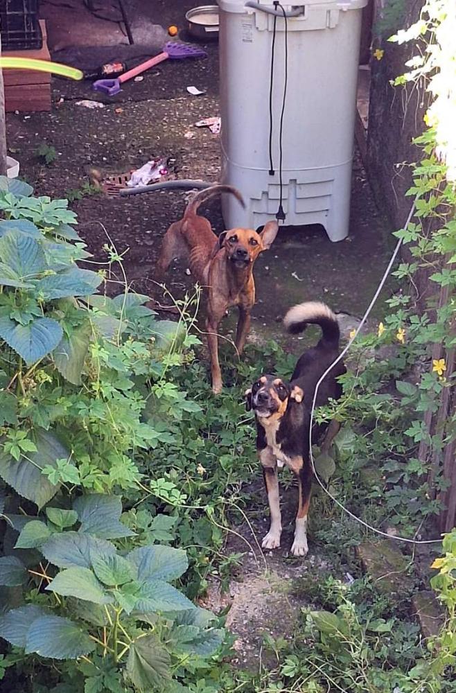 Polícia recebe denúncia e resgata cães em situação de maus-tratos no bairro São Dimas