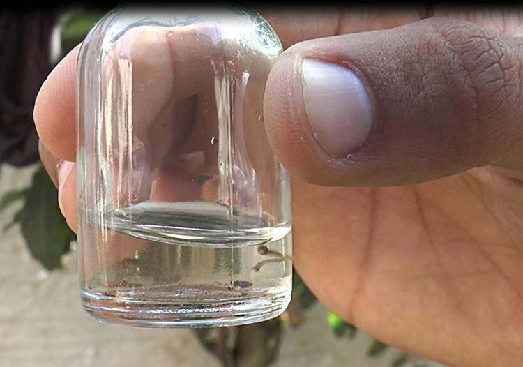Jacareí e Pindamonhangaba lideram números dos casos de dengue na região