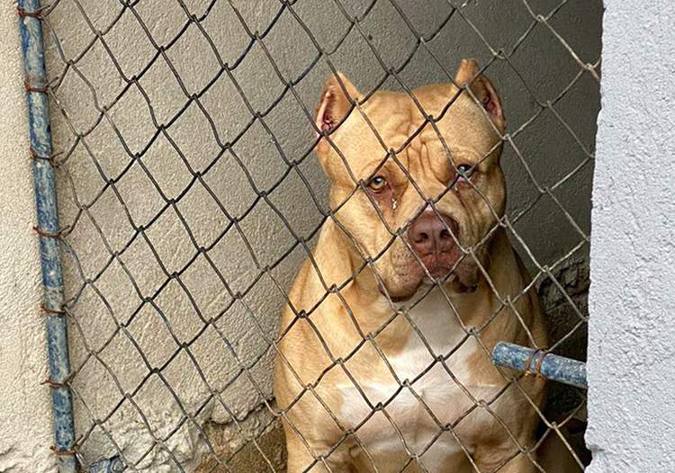 Homem é multado em R$ 9 mil por maus-tratos a cães na Granja Bela Vista