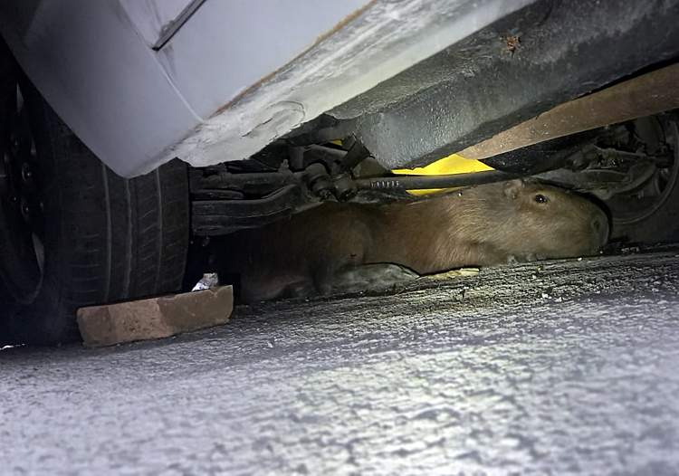 Capivara escondida no interior de um lava-rápido é resgatada no Parque Paduan