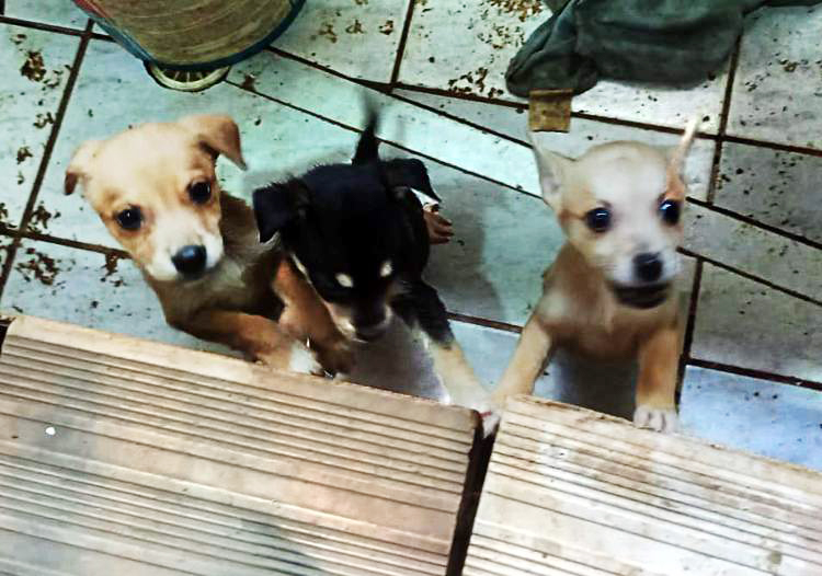 Seis cães em situação de maus-tratos são resgatados no bairro Vista Alegre