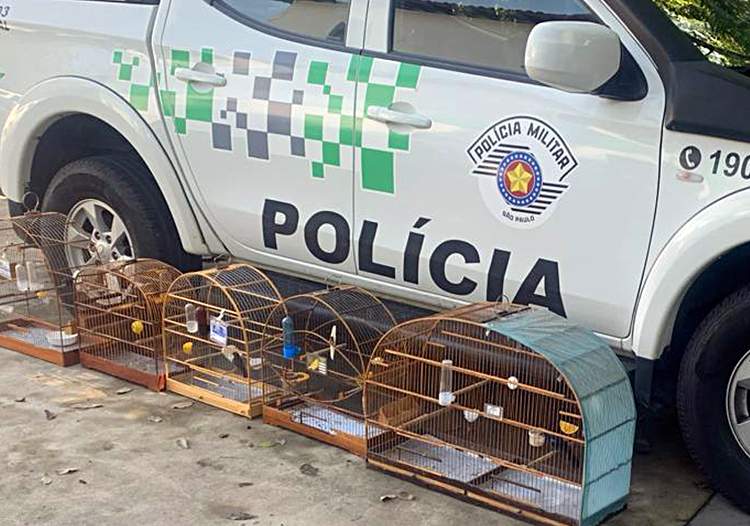 PM Ambiental faz autuações e resgata aves nativas mantidas em cativeiro no Jardim Satélite e Morumbi