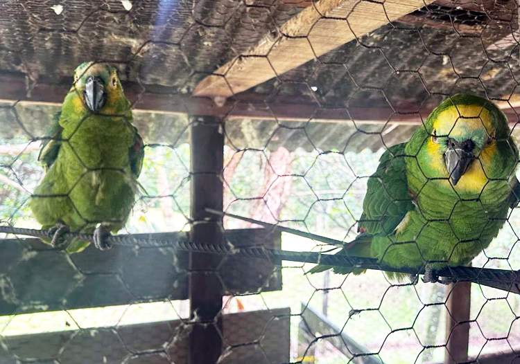 Policiamento ambiental apreende arma de fogo e aves mantidas em cativeiro no bairro Altos de Santana