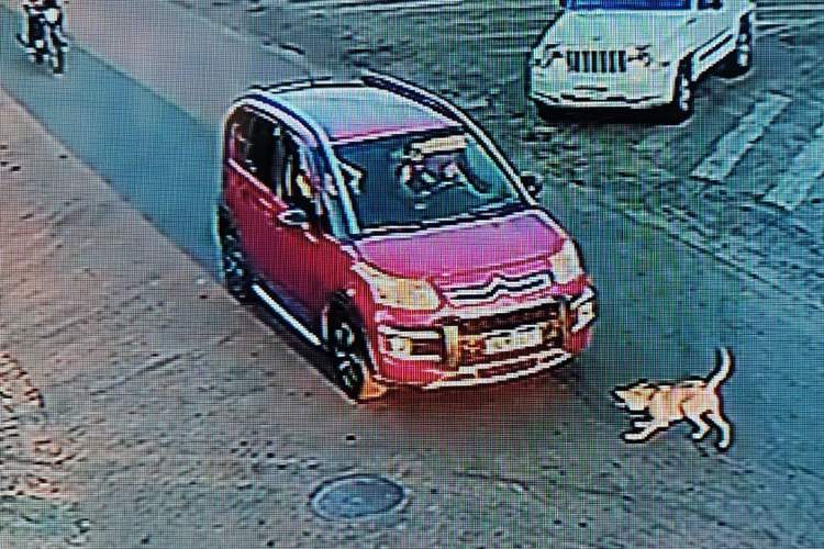 Defesa Animal apura omissão de socorro em atropelamento de cão em Moreira César