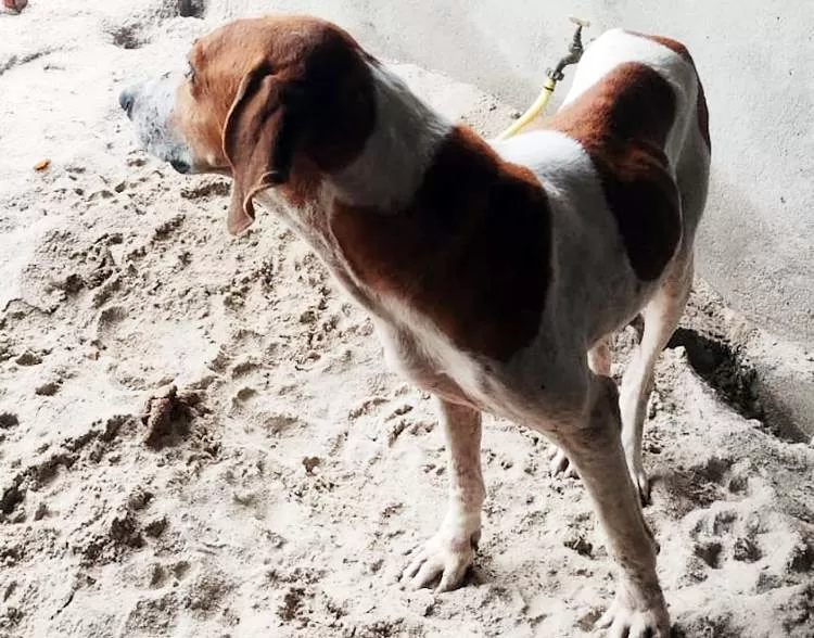 Homem é detido e multado por maus-tratos a animais domésticos