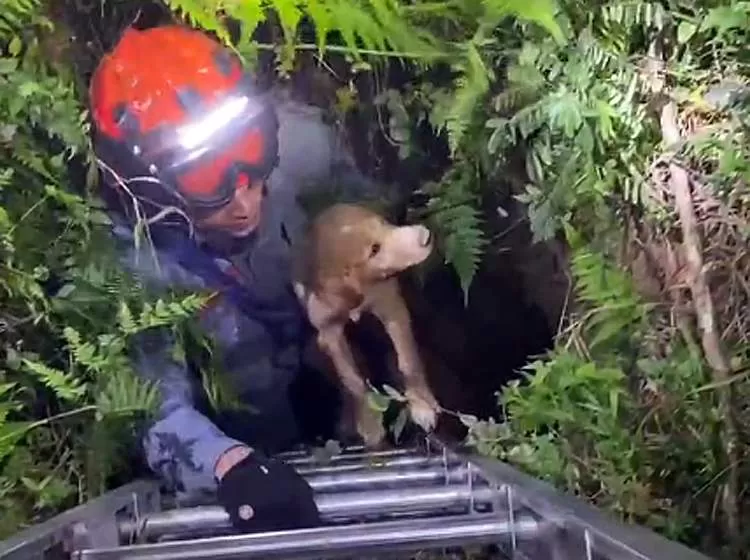 Bombeiros resgatam filhote de cachorro que caiu em poço de três metros no bairro dos Freitas