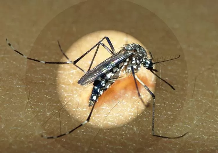 Vale do Paraíba atinge 227 óbitos por dengue após novo caso em Jacareí