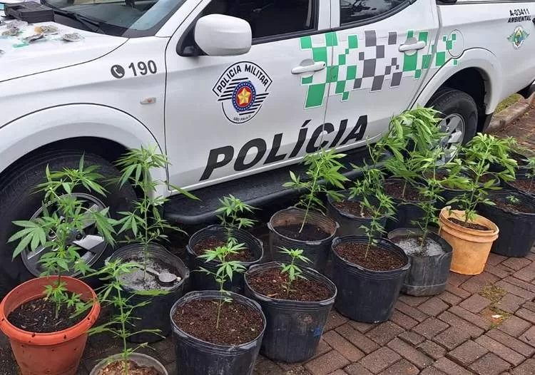 Homem é preso por crime ambiental e cultivo de maconha em Santo Antonio do Pinhal