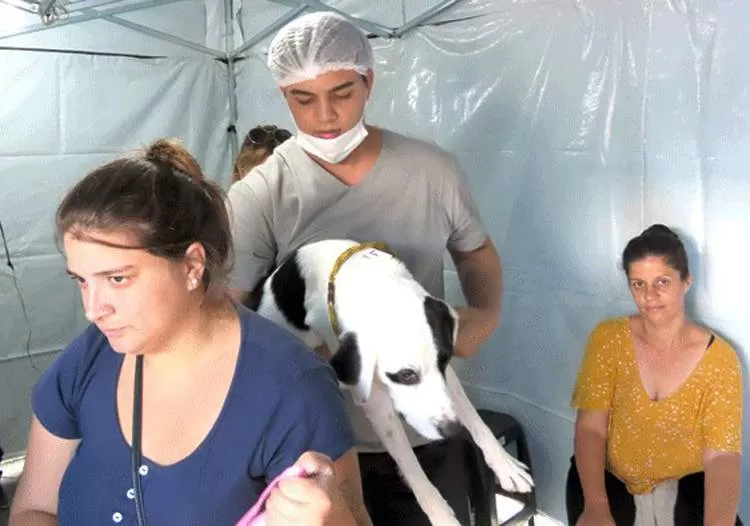 Mutirão de castração de cães e gatos começa neste domingo em Moreira César