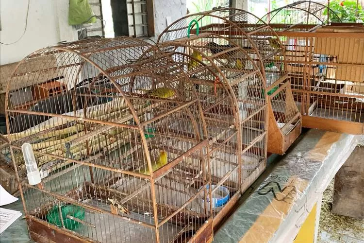 PM Ambiental resgata aves mantidas em cativeiro no Jardim Primavera