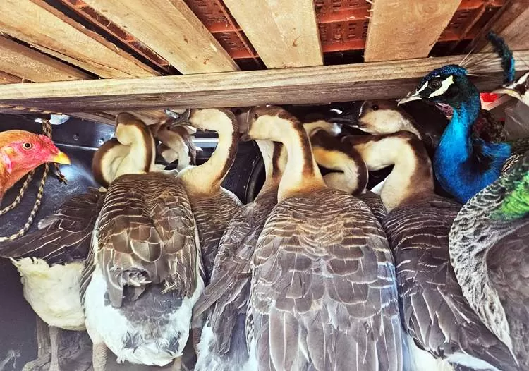 Homem é multado em quase R$ 200 mil por maus-tratos a aves domésticas no Vale Histórico