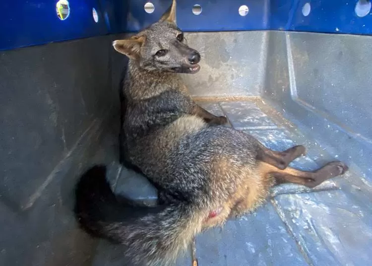 PM Ambiental resgata cachorro-do-mato atropelado na rodovia Oswaldo Cruz