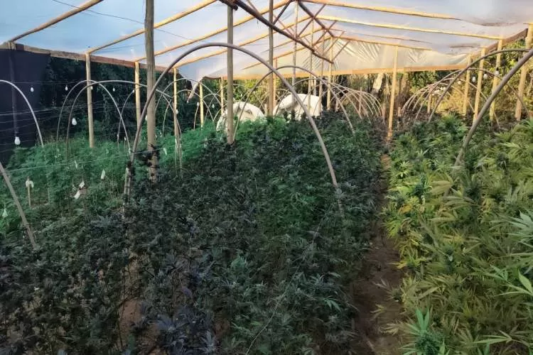 Criminoso morre em confronto com a PM em fazenda usada para plantação de maconha