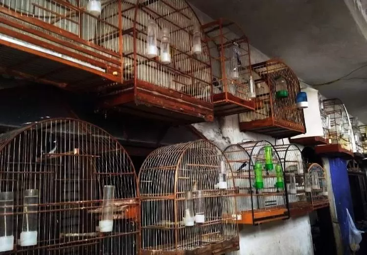 Homem é multado em mais de R$ 18 mil por manter aves em cativeiro no Parque Meia Lua