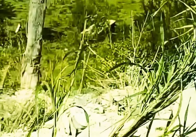 Motorista de 40 anos morre após caminhão cair em ribanceira às margens da SP52