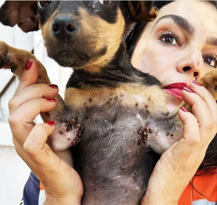 Mulher é detida por maus-tratos a cães no bairro Araretama