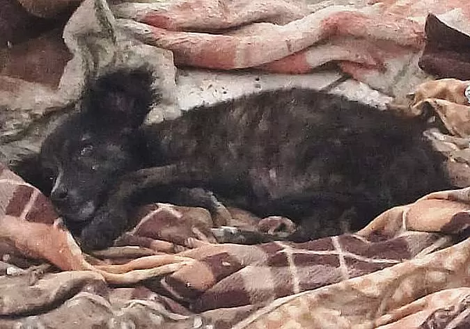 Defesa Animal resgata cinco animais vítimas de maus-tratos em Moreira César