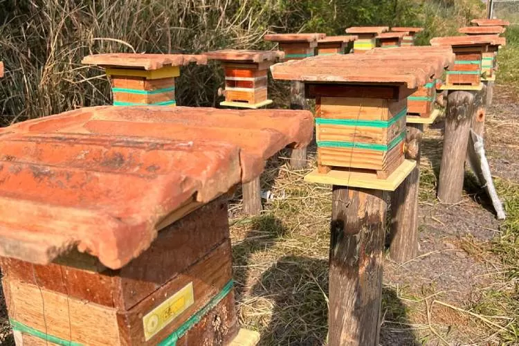 Energia solar no Vale do Paraíba contribui para salvar abelhas nativas do risco de extinção