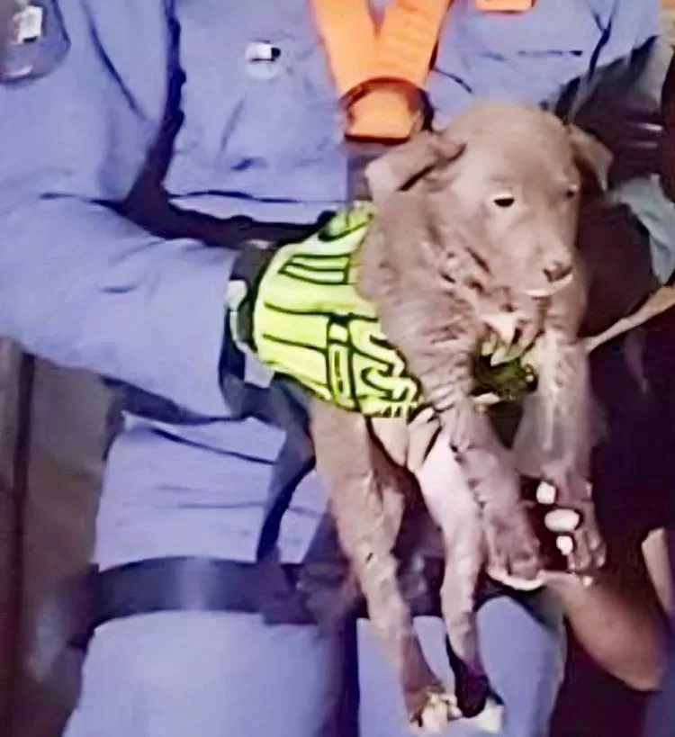 Bombeiros resgatam cachorro que caiu em poço no bairro Parque das Rodovias