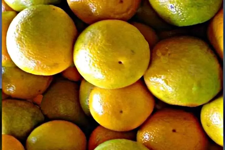 Laranja pera teve em outubro a maior alta da cesta básica no Vale do Paraíba