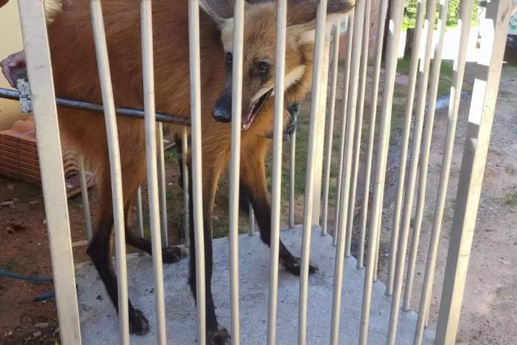 Polícia Ambiental resgata lobo-guará debilitado no Vale Histórico