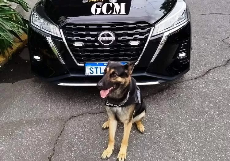 Cão farejador da GCM se destaca em ação de combate ao tráfico de drogas
