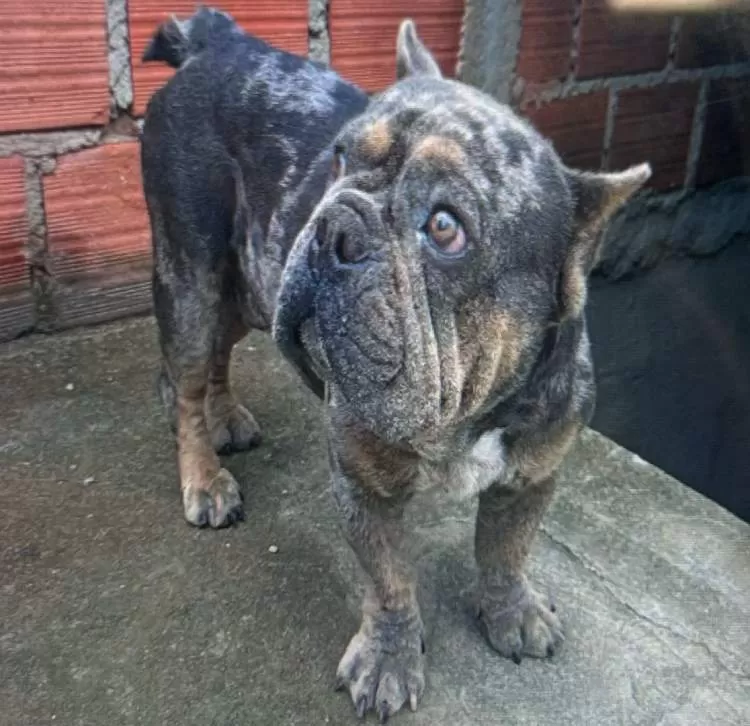 Homem é autuado em R$ 3 mil por maus-tratos a cão no bairro Marlene Miranda