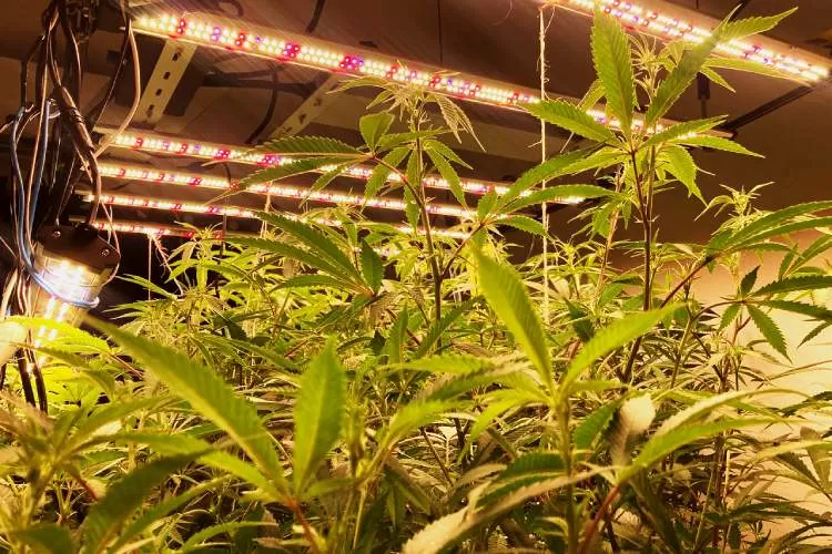 Polícia Civil apreende na região mais de 300 pés de maconha cultivados em estufas