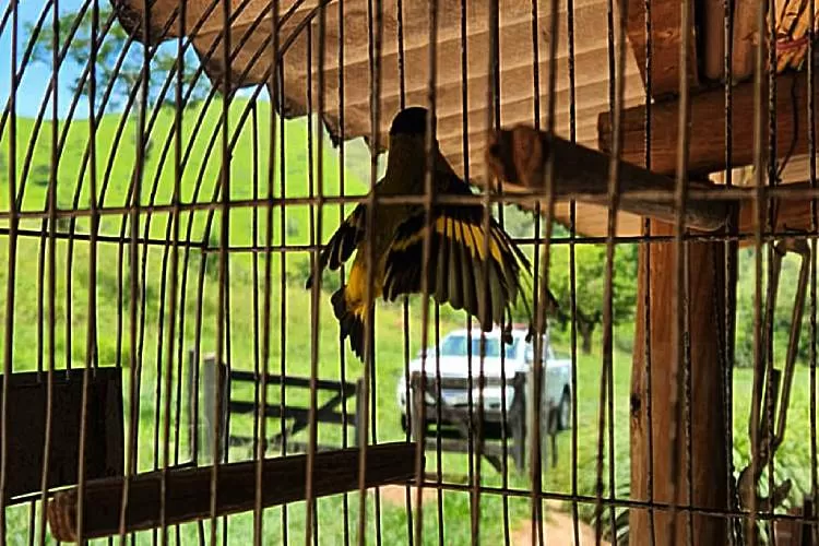 Homem é autuado por manter aves em cativeiro na estrada da Bocaína