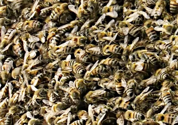 Apicultor morre após ser atacado por enxame de abelhas na noite de domingo