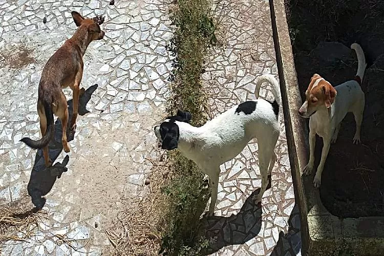 Polícia Ambiental resgata aves mantidas em cativeiro e cães em situação de maus-tratos