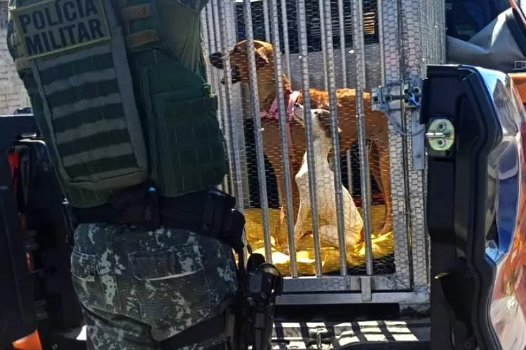 Casal é multado em R$ 33 mil por maus-tratos a cães no bairro Cícero Prado
