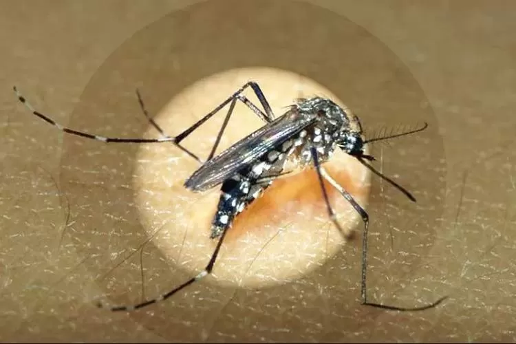 Pindamonhangaba contabiliza quase 300 casos de dengue em 2025