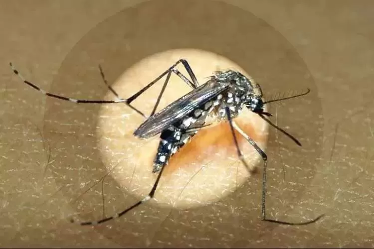 Pindamonhangaba registra primeira morte causada por dengue em 2025