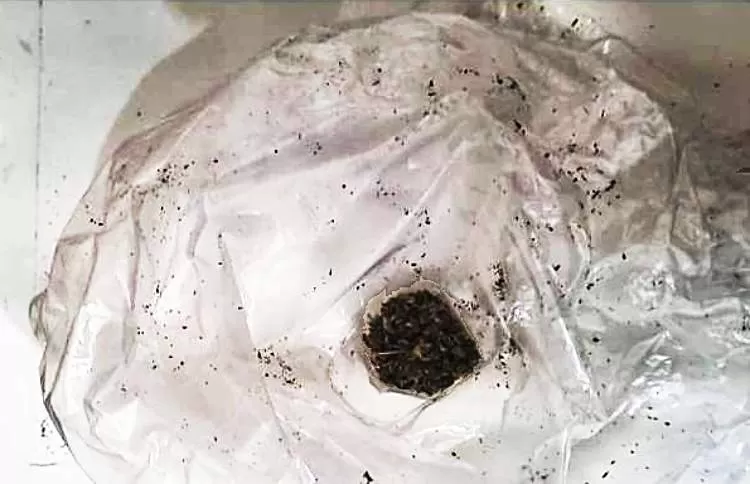 Idoso de 68 anos é barrado no CDP quanto tentava levar droga para o neto preso  