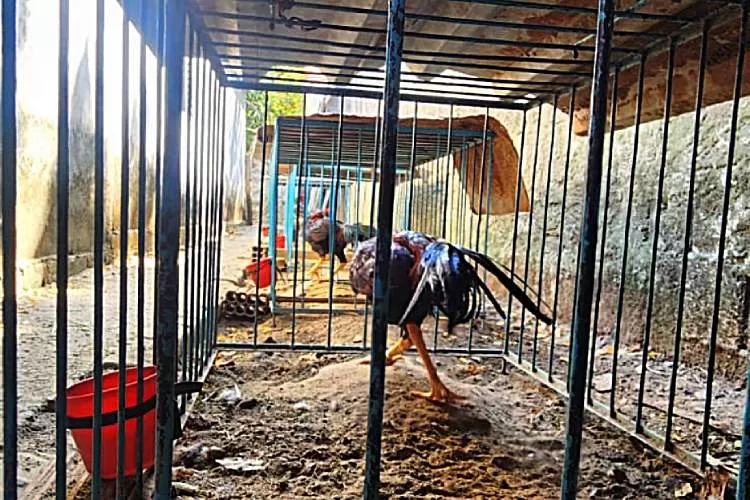 Polícia Ambiental resgata 18 galos supostamente usados em arena de combate em Guaratinguetá 