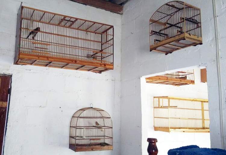 Criador é multado em R$ 13 mil por manter aves em cativeiro 