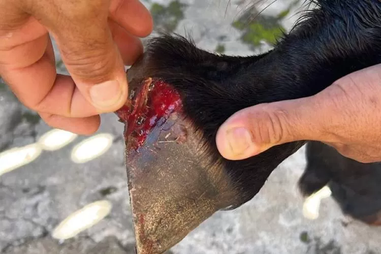 Homem é preso após flagrante de maus-tratos a animal na rodovia Paulo Virgínio