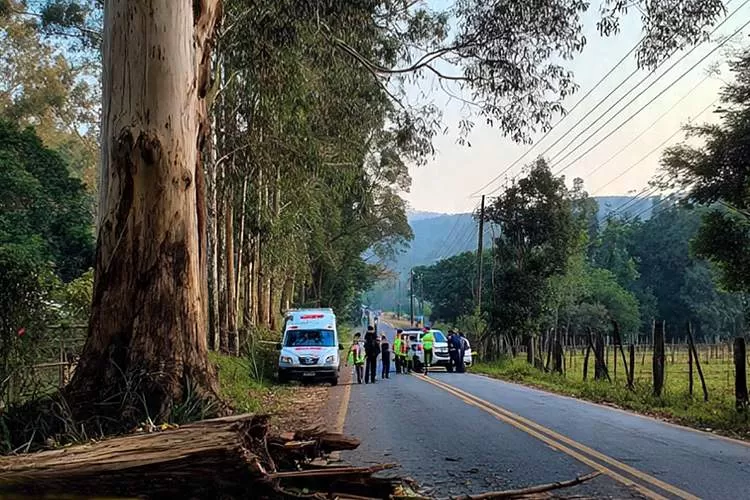 Trabalhador morre esmagado após queda de eucalipto na Estrada do Piaguí