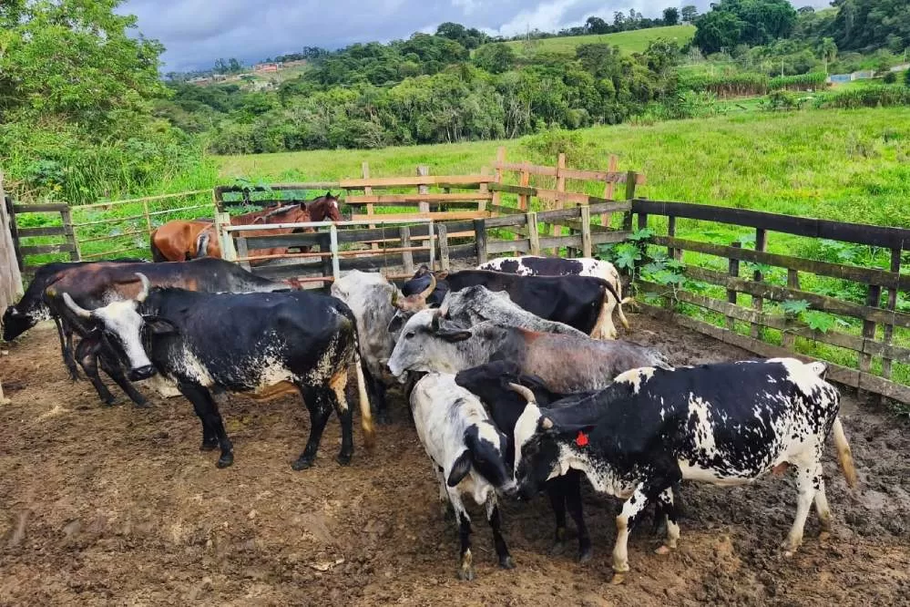 Polícia Ambiental descobre e desativa matadouro clandestino no bairro Santana