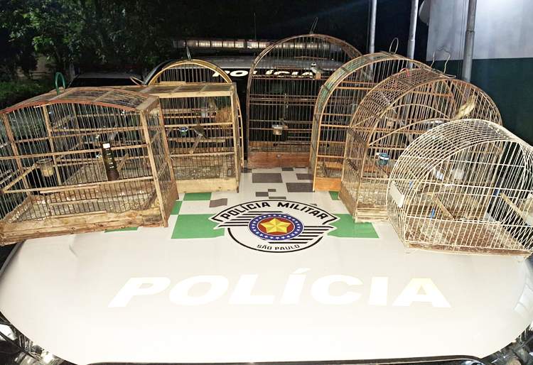 Polícia Ambiental resgata na região 22 aves silvestres mantidas em cativeiro