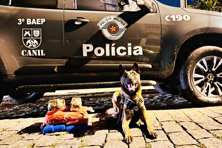 Polícia Militar localiza 19 tijolos de maconha no bairro Campo dos Ypes