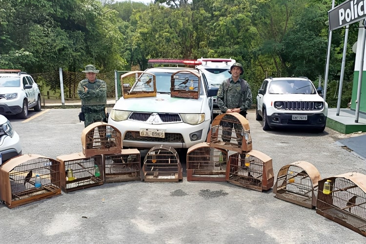 Polícia Ambiental recolhe aves silvestres mantidas em cativeiro no Campo do Galvão
