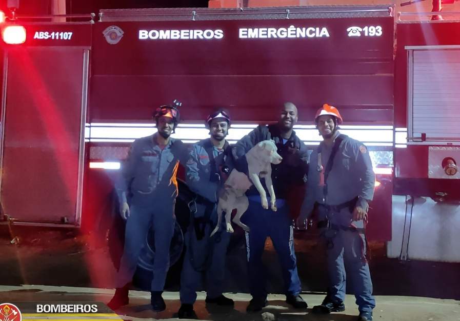 Bombeiros resgatam cão que caiu em poço de dez metros de profundidade